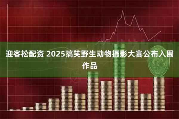 迎客松配资 2025搞笑野生动物摄影大赛公布入围作品
